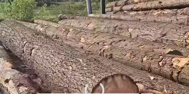 251029-forestivités